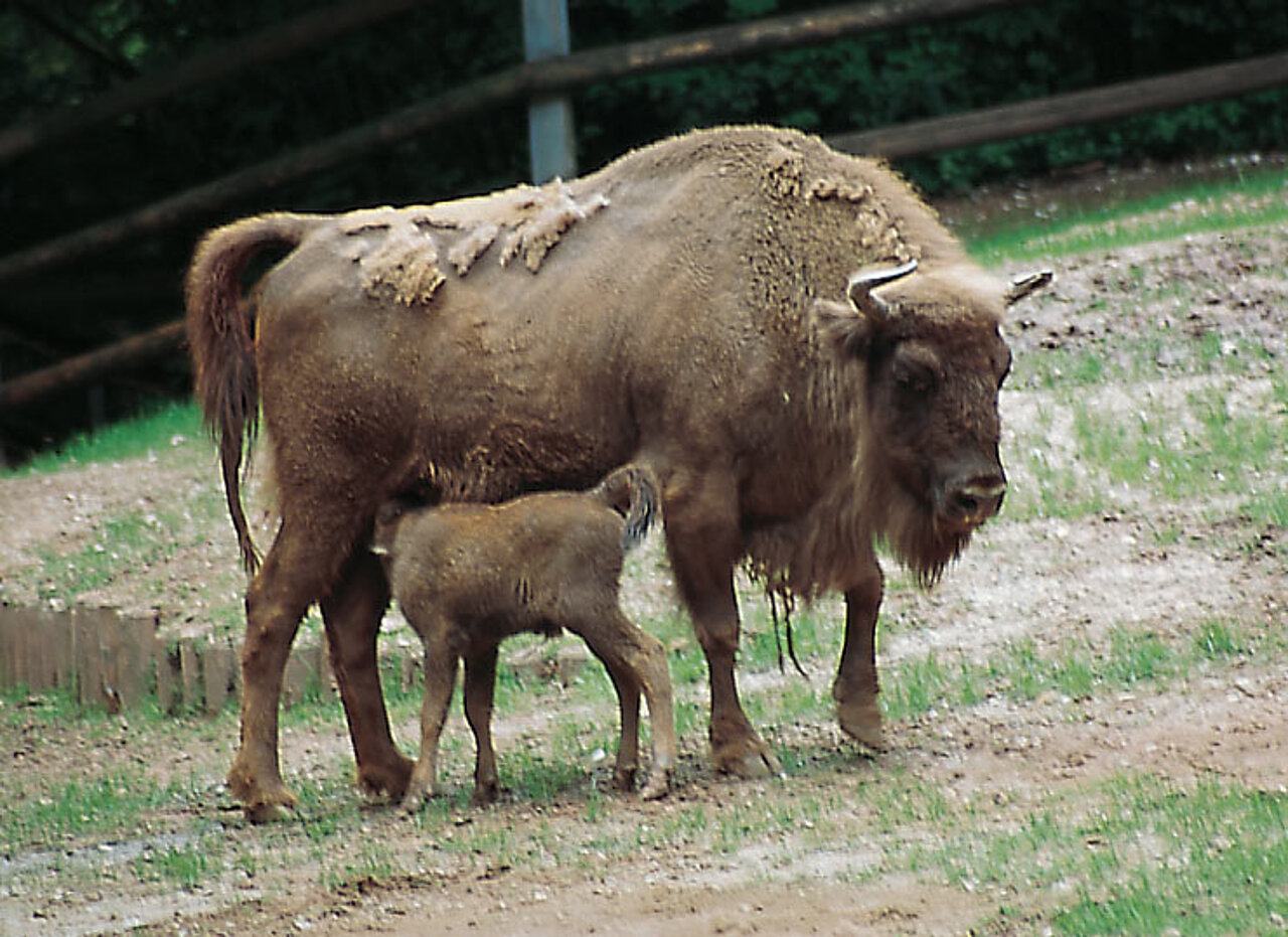 Tiergarten Nürnberg - Wisent