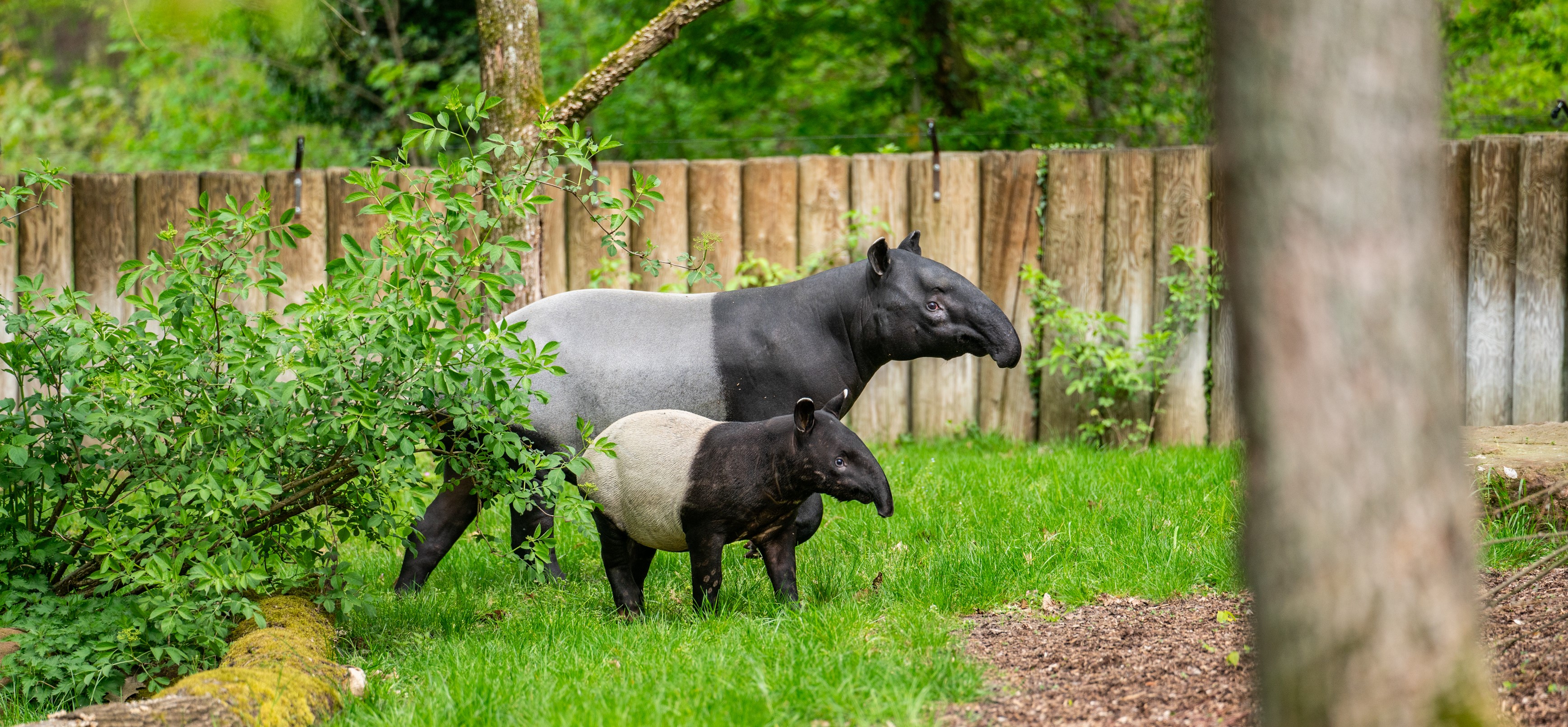 Schabrackentapir